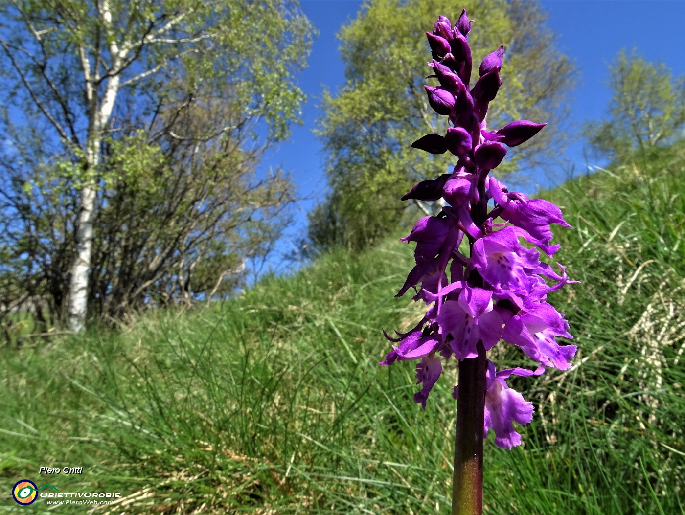 22 Bella orchidea (Orchis mascula).JPG